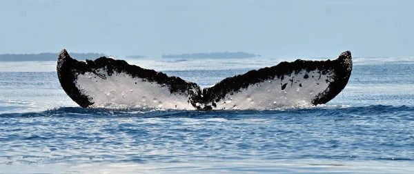 Frequentadora de Abrolhos, a baleia jubarte 'baiana' foi avistada na Austrália em 2025 por Silke Stuckenbrock/ Happywhale/Reprodução