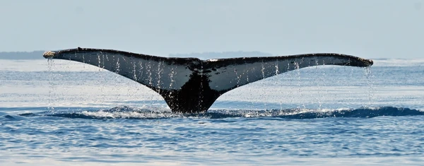 Frequentadora de Abrolhos, a baleia jubarte 'baiana' foi avistada na Austrália em 2025 por Silke Stuckenbrock/ Happywhale/Reprodução