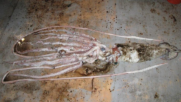 Lula-gigante raramente é vista viva e muitos registros científicos vêm de espécimes encontrados por navios de pesquisa por NOAA / Wikimedia Commons