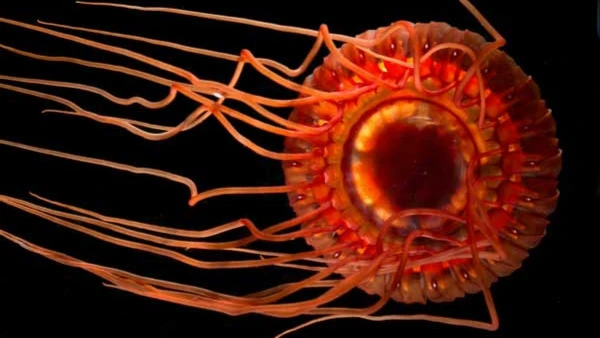 Medusa Atolla é associada a flashes de bioluminescência usados como defesa nas profundezas por Edith A. Widder / Wikimedia Commons