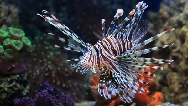 Nativo do Indo-Pacífico, o animal chama atenção pelas listras e pelas nadadeiras abertas