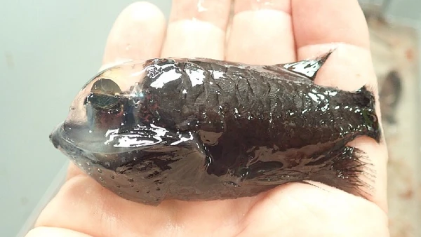 Peixe barreleye tem cabeça translúcida e olhos adaptados para detectar silhuetas acima do corpo por Autor não informado / Wikimedia Commons