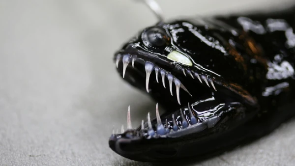 Peixe-dragão-negro tem corpo alongado e escuro, típico de predadores adaptados à pouca luz por Naturalis Biodiversity Center / Wikimedia Commons
