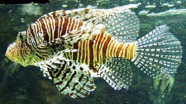 Peixe-leão, nativo do Indo-Pacífico, está sobretudo no Nordeste, em Fernando de Noronha e no Atol das Rocas, após chegar ao Atlântico por escapes de aquários e avançar até o Brasil por Raimond Spekking / Wikimedia Commons