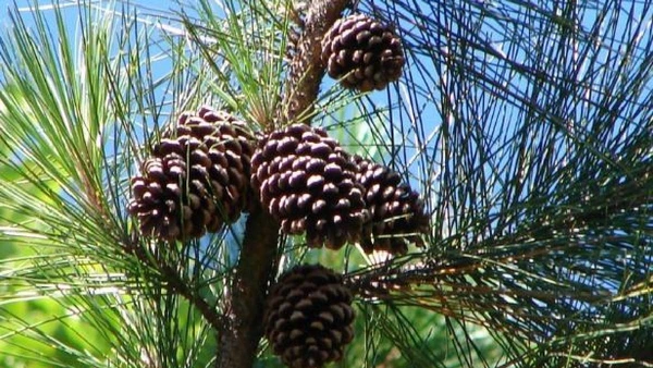Pinus elliottii, nativo do sudeste dos Estados Unidos, avança em campos, restingas e áreas abertas do Sul e Sudeste após plantios comerciais para madeira e reflorestamento por Anonymous / Wikimedia Commons