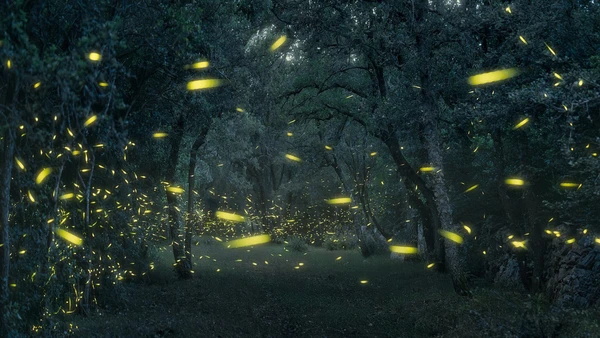 Pontos de luz na paisagem noturna ajudam a explicar por que o sumiço dos vagalumes mexe tanto com a memória afetiva