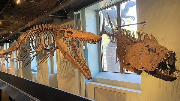 Reconstituição com fósseis de um Tylosaurus caçando um Xiphactinus na Academia de Ciências Naturais da Filadélfia