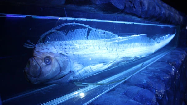 Regaleco é chamado de peixe-do-fim-do-mundo por lendas que associam sua aparição a desastres naturais por Ryokou man / Wikimedia Commons