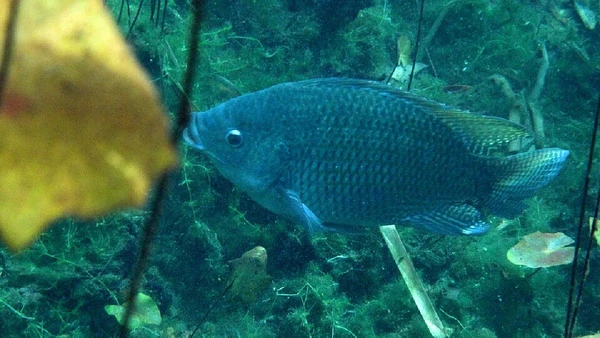 Tilápia-do-Nilo, nativa da África, foi introduzida no Brasil no início dos anos 1970 para repovoar açudes e abastecer a aquicultura, hoje presente em reservatórios de várias regiões por berniedup / Wikimedia Commons
