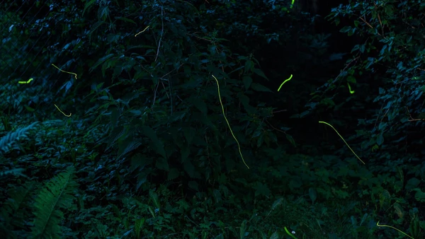 Vagalumes aparecem em área escura de jardim, ambiente onde o contraste da noite torna os lampejos mais visíveis por Bernd Thaller/Wikimedia Commons