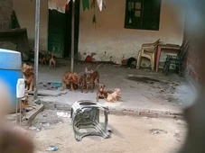 Imagem - Maus-tratos e abandono de cães são descobertos após denúncia de descarte em fossa