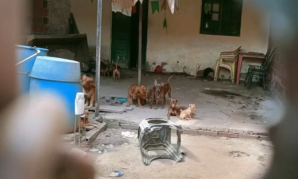 Ação da polícia apura denúncias de acúmulo e maus-tratos a animais em Feira de Santana