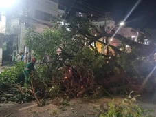 Imagem - Árvore cai e bloqueia trânsito na região do Dique do Tororó