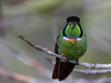 Imagem - Paraíso das aves na Bahia começa a sentir efeitos do aquecimento global