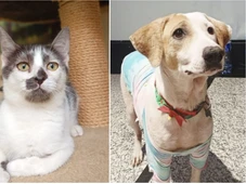 Imagem - Shopping promove feira de adoção com cães e gatos resgatados e vacinação gratuita em Lauro de Freitas