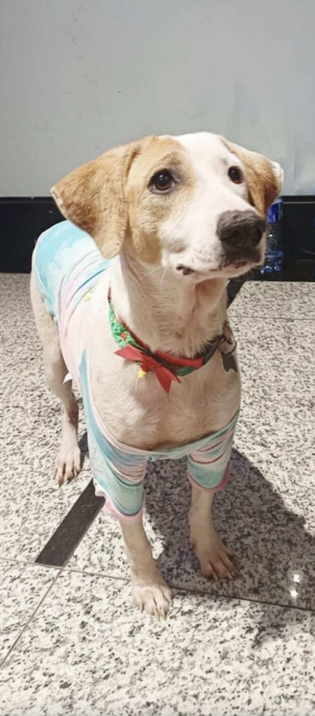 Elza, 3 anos, castrada por Reprodução