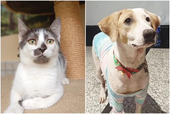 Feira tem gatos e cães disponíveis