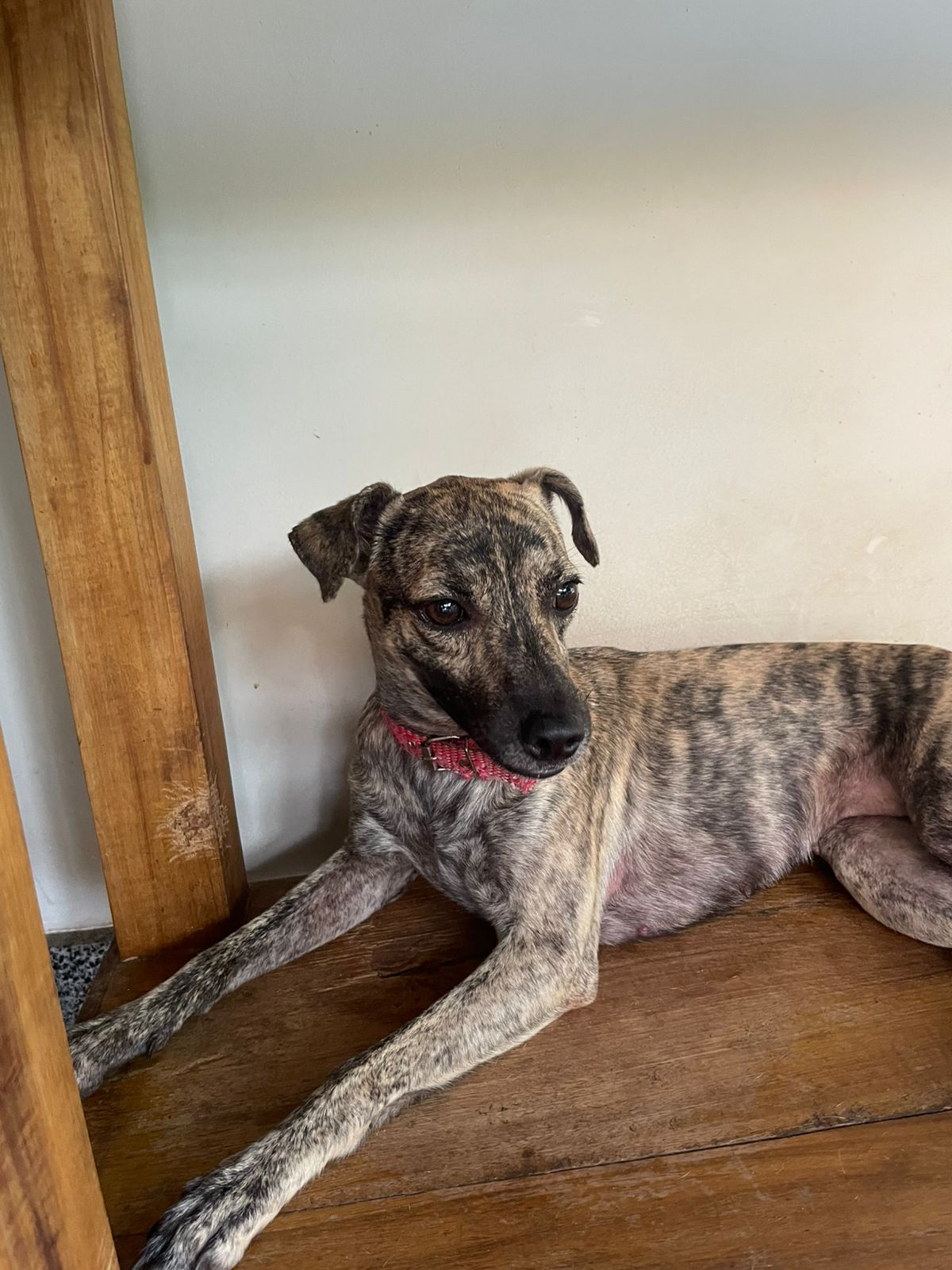 Nome: RUYA Idade: 1 ano Porte: pequeno para médio; Natureza: divertida, dinâmica, brincalhona; se dá bem com outros cachorros por Reprodução