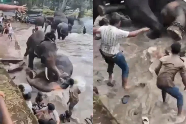 Turista morre após ser pisoteada durante briga de elefantes em acampamento turístico na Índia