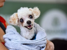 Imagem - Hospital Veterinário alerta para abandono de pets