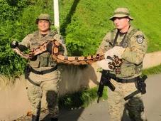 Imagem - Jiboia é encontrada em ponto turístico famoso de Salvador