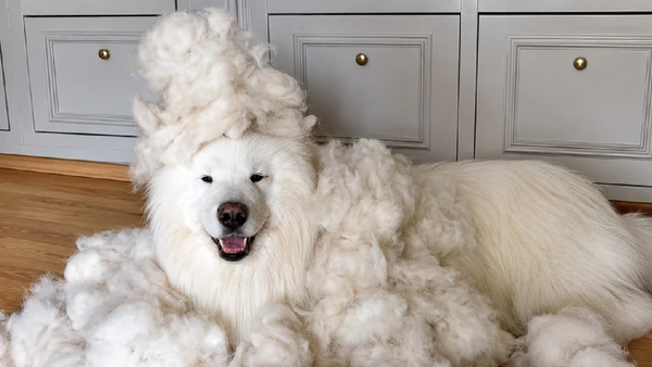 Cachorros felpudos, como os samoiedas, tendem a ser mais usados para esse tipo de produção