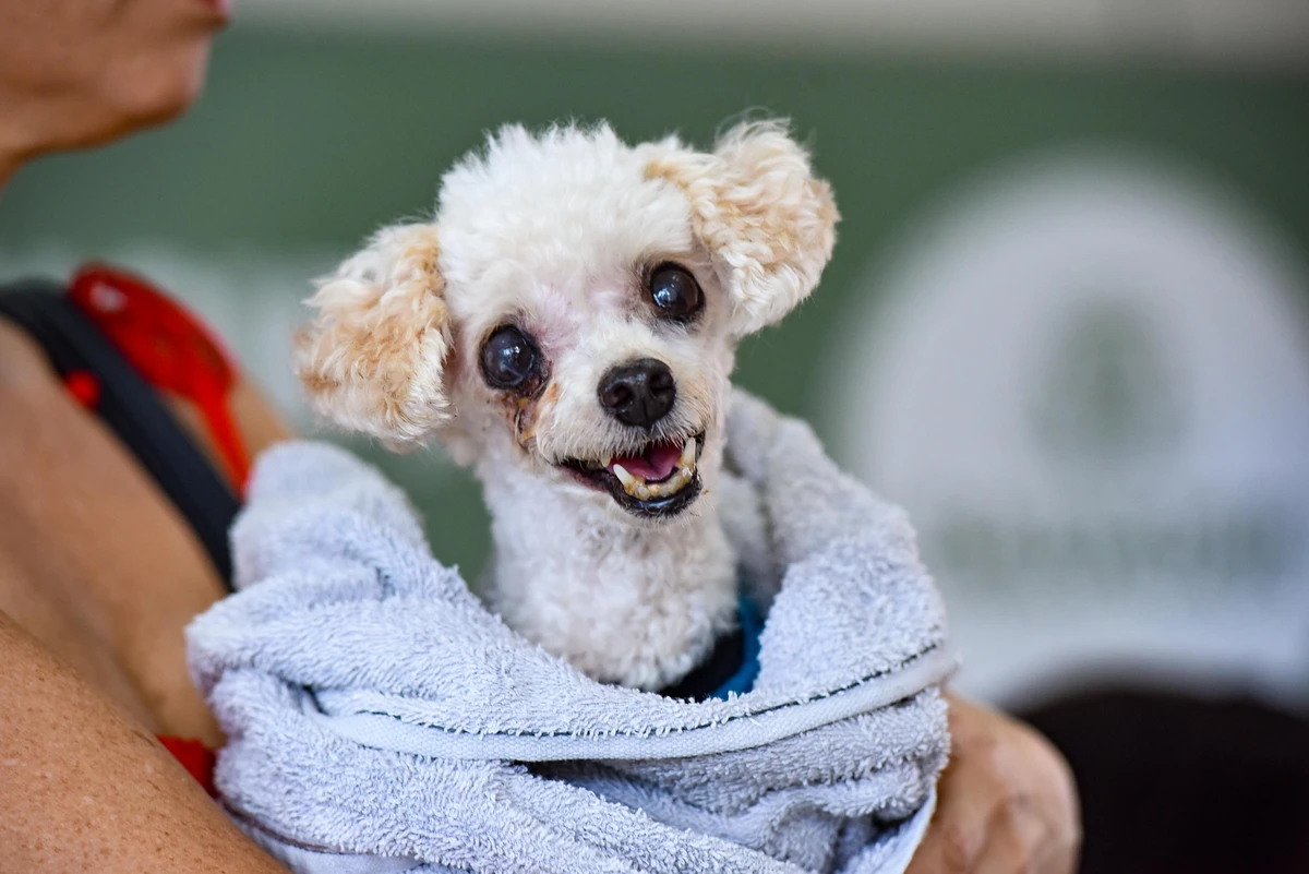 O Hospital Municipal Veterinário (HPVet) fica em Canabrava