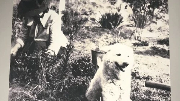 O principal destaque vai para o cão lanoso salish, uma raça hoje extinta, famosa por produzir pelos felpudos ideais para a tecelagem