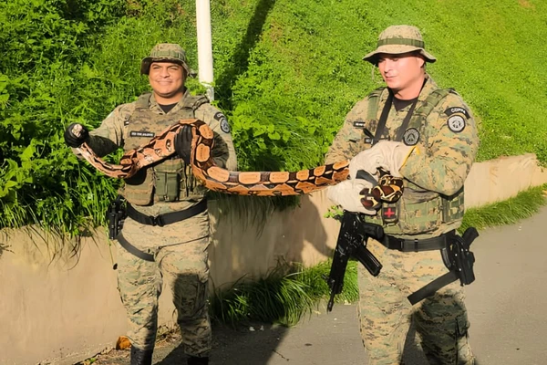 Serpente é encontrada no Morro do Cristo