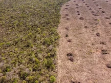 Imagem - Bahia vira 3° estado com maior desmatamento do país e tem duas cidades entre as mais afetadas