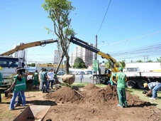 Imagem - Cabula recebe Corredor Verde com o plantio de 112 árvores; veja como fica