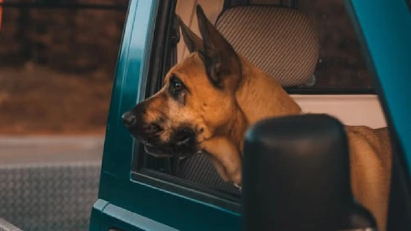A raça do animal não foi informada nos boletins policiais