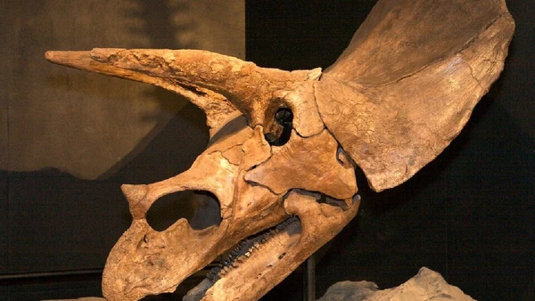 Algumas de suas presas mais famosas, como os triceratops, eram capazes de revidar e até matar seus predadores por Etee_in_Space_Ceetee / Wikimedia Commons