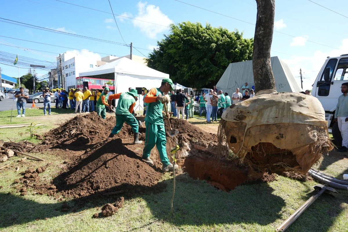 São 112 árvores de grande porte por Betto Jr. / Secom PMS