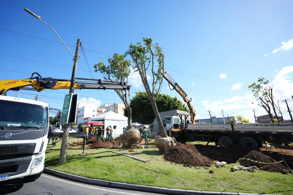 Algumas das árvores têm até oito metros de altura por Betto Jr. / Secom PMS