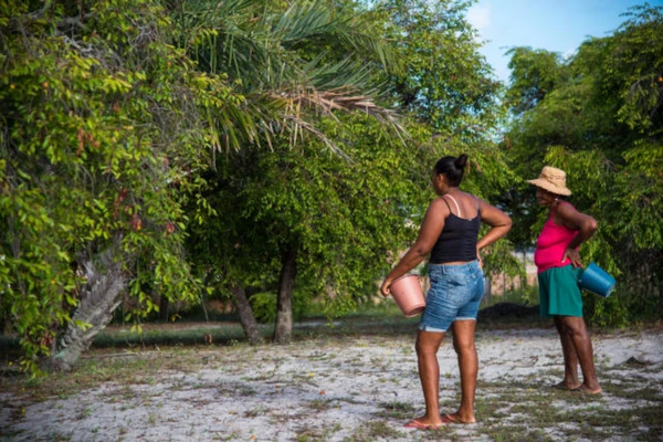 Fruto tem potencial de geração de renda para agricultores familiares e comunidades tradicionais  por Acervo Embrapa Tabuleiros Costeiros e Embrapa Cerrados