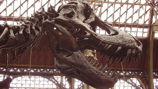 Crânio robusto permitia à espécie uma mordida entre 35.000 a 57.000 Newtons. Isso equivale a uma pressão brutal de 5.800 a quase 6 toneladas por Ballista / Wikimedia Commons