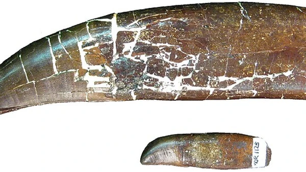 Dentes de T. rex variavam de tamanho dentro da mesma mandíbula, com escala de 5 centímetros por John R. Horner, Mark B. Goodwin e Nathan Myhrvold / Wikimedia Commons