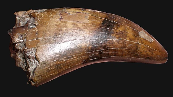 Dentes grossos ajudavam o T. rex a perfurar carne e osso durante a alimentação por BrokenSphere / Wikimedia Commons