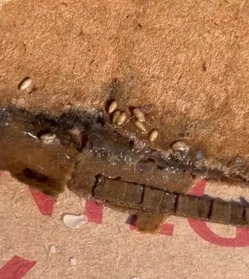 Denúncia de leite com larvas em supermercado atacadista por Reprodução