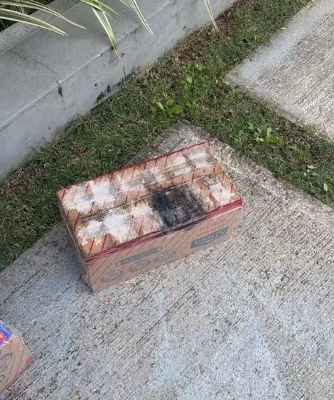Denúncia de leite com larvas em supermercado atacadista por Reprodução