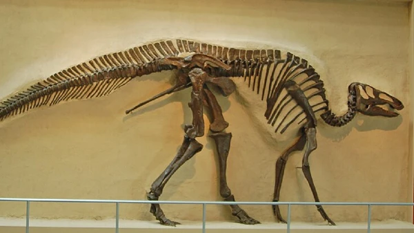 Edmontosaurus está entre os herbívoros associados a marcas de mordida atribuídas ao T. rex por Hectonichus / Wikimedia Commons