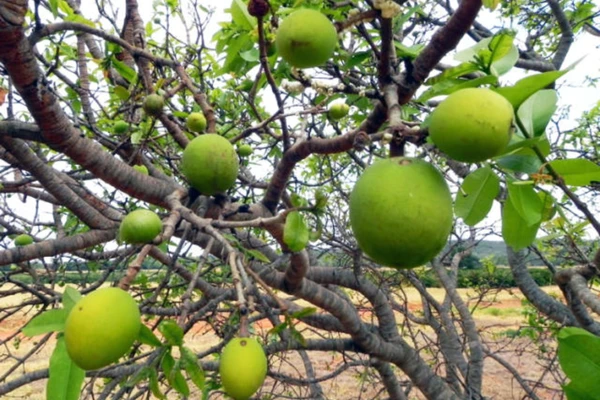 Mangaba integra grupo de espécies brasileiras consideradas promissoras para o futuro por aliarem adaptação climática, biodiversidade e possibilidade de aproveitamento econômico sustentável