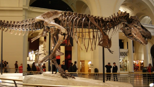 O fóssil Sue no Fiend Museum ajuda a mostrar o tamanho real de um T. rex adulto, que podia passar de 11 metros por Dallas Krentzel / Wikimedia Commons