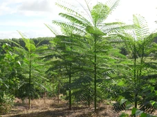 Imagem - Projeto de restauração da Mata Atlântica na Bahia transforma floresta em ativo econômico e recebe financiamento do BNDES