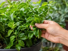 Imagem - A planta que cresce fácil em vaso e entrega proteína, ferro e cálcio em folhas fáceis de colher