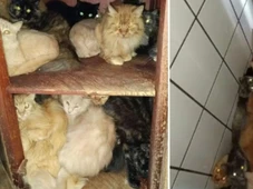 Imagem - FOTOS: Mais de 400 gatos são encontrados dentro de apartamento em Santa Catarina