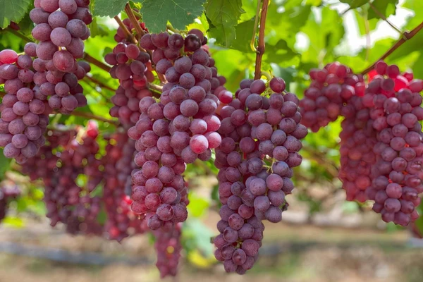 Cultivo de uva e melão: Embrapa amplia plataforma gratuita para agricultores da Bahia