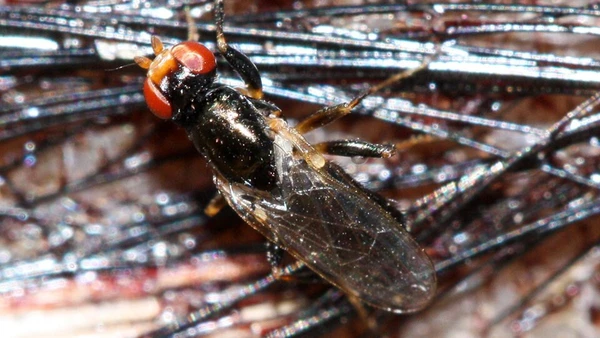 Especialistas apontam que as larvas podem resistir ao ambiente ácido do estômago em alguns casos, o que aumentaria o risco de problemas intestinais e infecções por vermes