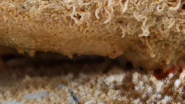 O Guinness registrou o Casu Marzu em 2009 como o “queijo mais perigoso do mundo”